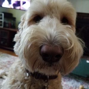 Meet your Posher, Theress